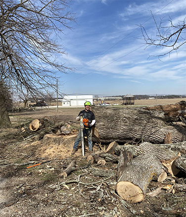 tree removal